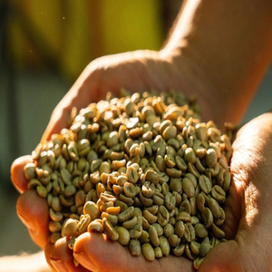 เมล็ดกาแฟอาราบิก้าพรีเมียมแบบดิบ ไม่ผ่านกระบวนการคั่ว ล้างสะอาด 100% อาราบิก้า ขายส่งจำนวนมาก - Product Image 2