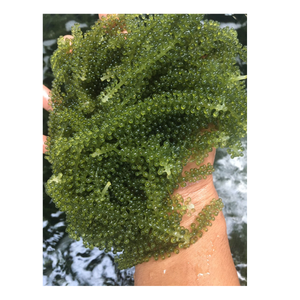 Soft Crunch Uvas de mar frescas Caviar verde Algas marinas con fragancia oceánica Listo para empacar y usar en comidas frías y aperitivos - Product Image 2