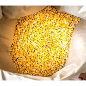 Grano de Maíz Amarillo a Granel de Calidad Superior, Humedad Estable, Excelente Ingrediente para Alimentación Animal en Operaciones Ganaderas y Fabricación de Almidón - Product Image 6