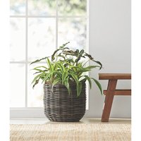 Jardinières en rotin faites à la main, design personnalisé, pots de fleurs décoratifs pour usage intérieur/extérieur, jardin et emballage en carton
