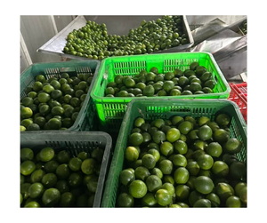 Suministro al por mayor de puré de Calamansi congelado a granel, Exportación de Vietnam 100%, puré aromático Natural para jugos, batidos, extensión picante - Product Image 5