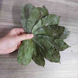 Hojas de Guanábana precio barato de VIETNAM - Product Image 2