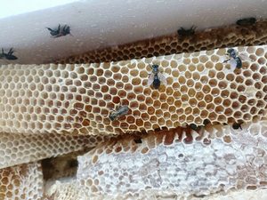 Miel brut naturel pur non traité de qualité supérieure - Product Image 4