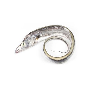 ริบบิ้นปลาแซลมอนคุณภาพสูงการอนุรักษ์น้ำสำหรับตลาดอาหารทะเลทั่วโลก - Product Image 5