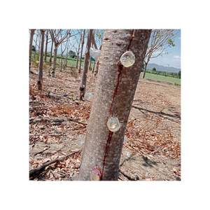 GOMA KARAYA DE EXTRACCIÓN DE LA MEJOR CALIDAD/GOMA KARAYA DE EXTRACCIÓN DE PLANTAS INSTANTÁNEAS HECHO EN VIETNAM MU TROM PARA SEMILLAS CHE Y CHIA - Product Image 3