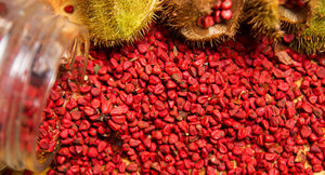 Calidad Premium ANNATTO SEEDS Mejor al por mayor orgánico de Vietnam con la mejor calidad - Product Image 3