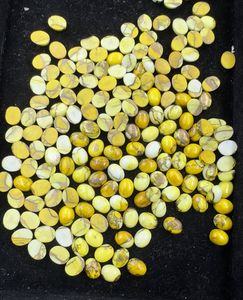 Vente en gros cabochon pierre précieuse Dahlia jaune turquoise taille ovale en vrac pour la fabrication de bijoux - Product Image 3