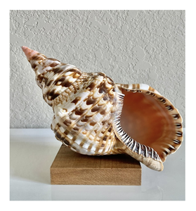 Carcasa de trompeta Charonia Tritonis para casas temáticas costeras de estilo interior y proyectos de exhibición de lujo - Product Image 1