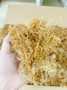 Vietdelta Premium Dry Vietnam Gold Sea Moss de haute qualité séchée et emballée dans un sac pour l'exportation hachée et assaisonnée - Product Image 6