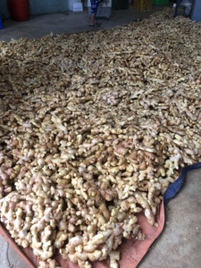 Especias de cocina fragantes calientes de jengibre fresco para venta al por mayor de alta calidad precio bajo - Product Image 3