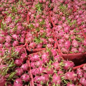 Fruta del Dragón Fresca de Alta Calidad de Vietnam - Pulpa Roja y Blanca - Product Image 1