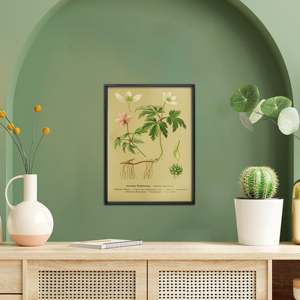 Vintage Educational Anemone <b>Poster</b> Common Anemone Wall Art Printed on Paper - Product Image 3