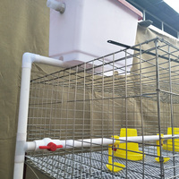 Cages à poulets automatiques galvanisées de type H de haute qualité pour l'élevage de poussins ou à usage domestique