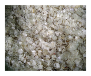 ESCALA DE PESCADO SECA BARATA DE VIETNAM // SOLO PARA EXPORTAR - Product Image 5