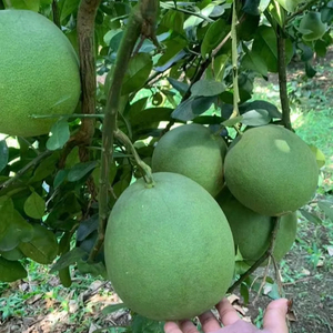 Proveedor Mayorista de Pomelo Rosa de Alta Calidad que Ofrece Fruta Cítrica Dulce y Jugosa para Mercados Internacionales - Product Image 1