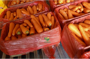 Carottes congelées IQF emballées en vrac cultivées en serre VIET THIEN PHU-VIET NAM Cube de dés en morceaux ronds ovales entiers pour boulangerie jus alimentaire - Product Image 6