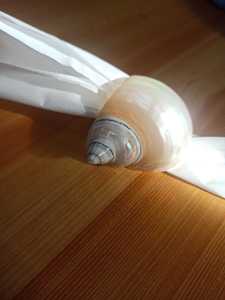 Coquille marine authentique Turbo Burgess Coquillage naturel brillant pour bricolage Artisanat Design d'intérieur et décor côtier - Product Image 5