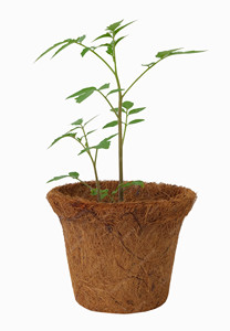 Eco2go Vietnam Maceta de Fibra de Coco 100% Natural y Biodegradable - Buen Precio Directo de Fábrica - Product Image 6