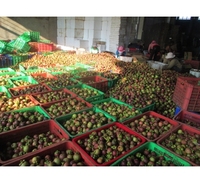 Premium Vietnamese verse mangosteen, zoet wit vruchtvlees, tropisch fruit, export leverancier