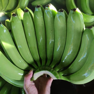 Plátanos Frescos, la Mejor Opción para Compradores de Oriente Medio, Fruta Tropical Seleccionada de Vietnam por 99 Gold Data - Product Image 1