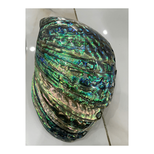 Vente chaude de coquille d'ormeau poli naturel pour la décoration, bijoux-en vrac de coquilles d'ormeau Colorfullip - Product Image 3