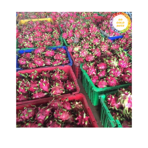 Fruta de dragón fresca de Vietnam, variedad Dulce Tropical, fruta natural, Ideal para postres de jugo y suministros de exportación - Product Image 1