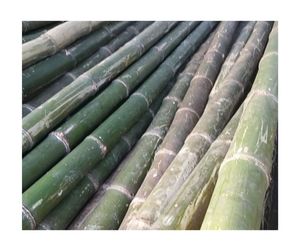 Poteau de canne en bambou en gros matériau de haute qualité écologique naturel usine du Vietnam fournisseur d'exportation directe - Product Image 4