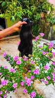 Ekstensi Rambut Manusia Keriting Alami Berkualitas Tinggi Mewah India Virgin Raw Remy Machine Double Weft Perm-Ready 10-18 Inci