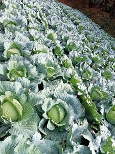 Natural <b>Fresh</b> Green <b>Cabbage</b> From Vietnam Organic - Product Image 5