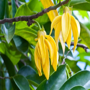 Organic Ylang Ylang Pure <b>Essential</b> <b>Oil</b> 10ml/100ml Body Massage for Skin Use Flower Ingredient OEM Supply - Product Image 4