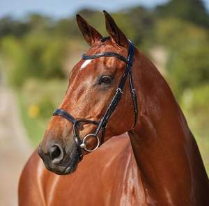 Meilleure bride de cheval en cuir véritable de haute qualité pour l'équitation occidentale Logo personnalisé Rein Training Hook Type Halter - Product Image 6