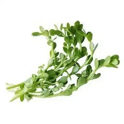 Most Selling Herbal Extract Bacopa Monnieri for Disease Memory and Thinking Skills for Export