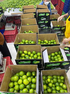 มะนาวไร้เมล็ดสด เกรดส่งออก/คุณภาพดี - Product Image 5