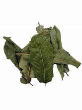 HOJAS DE GUAVA PURAS SECAS APOYO HERBAL BOTÁNICO NATURAL PARA EL SISTEMA INMUNE - Product Image 4