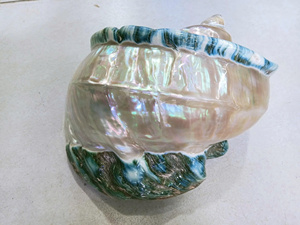 White Turbo Shell Glossy para manualidades de joyería de bricolaje mejora las pantallas con sofisticación costera natural - Product Image 2