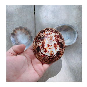 99 Gold Data Vietnam fournit une coquille de limpet pour les projets d'affichage intérieur et d'artisanat mettant en vedette une coquille de limpet - Product Image 2