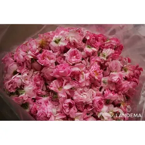 Rosa de Damas - Product Image 3