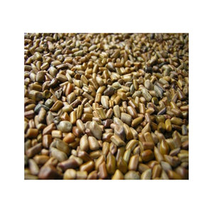 Venta al por mayor 100% semillas naturales de Cassia Tora sin cafeína de alta calidad a la venta - Product Image 1