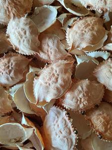 เปลือกหอยดิบจากปูธรรมชาติขัดเงาสำหรับตกแต่งบ้านหรือให้อาหารสัตว์สไตล์นางฟ้า - Product Image 2