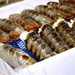 กุ้งก้ามกรามสด & แช่แข็งขายส่งกุ้งก้ามกรามแบบมีชีวิตกุ้งก้ามกรามบอสตันกุ้งก้ามกรามแคนาดาจัดส่งด่วนในชั่วข้ามคืน - Product Image 4