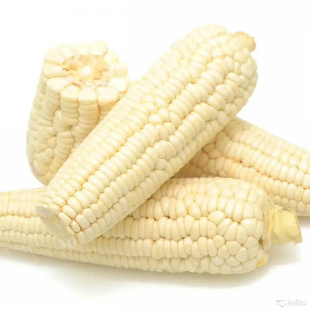 Maïs blanc