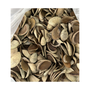 เปลือกธรรมชาติขนาดใหญ่ murex operculum Triton amonite ตกแต่ง-หอยทากเปลือกหอยใหญ่สำหรับตกแต่ง - Product Image 6