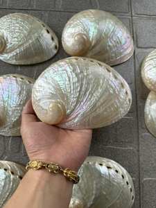 Abalone shell Paua shell seashell pink paua shells rainbow iridescent abalone <b>candle</b> making shells polished abalone shell bulk - Product Image 5