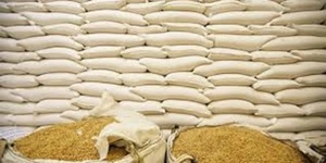 מחירים הסיטונאי rapeseed זרע קנולה זרעי קנולה למכירה של חברת קנאדה - Product Image 5