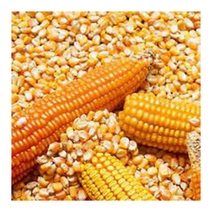 OEM Non Gmo ข้าวโพดเหลืองขายส่ง ผู้ผลิตสูงใหม่ วัสดุที่ดีที่สุด ด้วยอัตราราคาถูก - Product Image 5