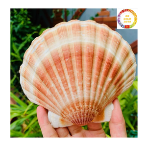 เปลือกหอยเปลือกหอยเปลือกหอยเปลือกหอยเปลือกหอยสีขาวแบบดั้งเดิมจากเวียดนามสำหรับตกแต่งงานปาร์ตี้และของขวัญแฮนด์เมด - Product Image 1