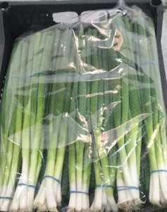 ต้นหอมต้นหอม \ ต้นหอมสดใหม่ฤดูใหม่คุณภาพสูงในราคาถูก - Product Image 5