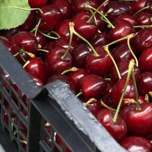 Cerises rouges de première qualité, classe I |   Texture ferme et Brix élevé (18%+ ) |   Récolte fraîche 2026 pour l'exportation - Product Image 4