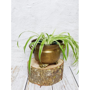 Maceta y macetas de latón macizo chapado en oro de calidad Superior, recién llegada, forma y tamaño personalizados, maceta y macetas de latón - Product Image 5