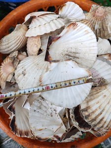 In 2024, Handmade Bulk Premium Pecten Scallop Shells From the Vietnam Ocean Will Be Perfect for the Beach - Product Image 6
